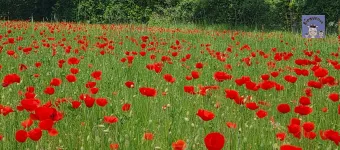 Prairie aux coquelicots