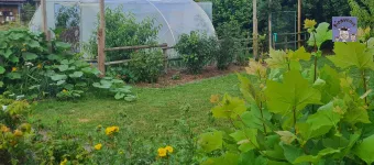 jardin potager