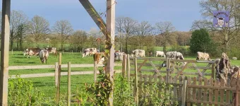 Jardin et vaches